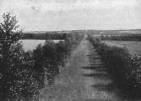 leonia